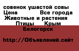 совенок ушастой совы › Цена ­ 5 000 - Все города Животные и растения » Птицы   . Крым,Белогорск